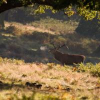 2008 (10) OCTOBER Red Deer Stag 